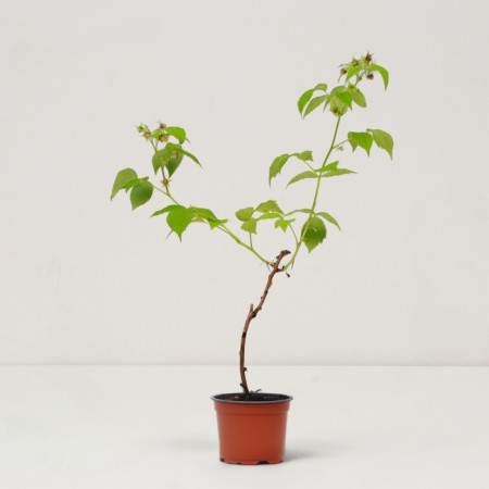 Golden Bliss raspberry seedlings, P12 pot, summer 2024-1