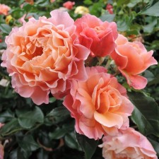 Seedling rose 