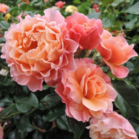 Seedling rose "Marie Curie", tube, spring 2025