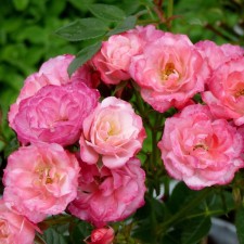 Seedling rose soil -cover 