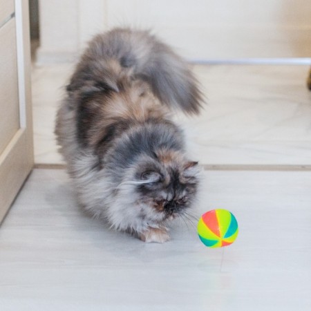 Ball glowing for dogs "circus", tpr, 6.5 cm, mix of flowers-2