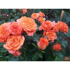 Celly Rosa seedling, pot of C4, summer 2024