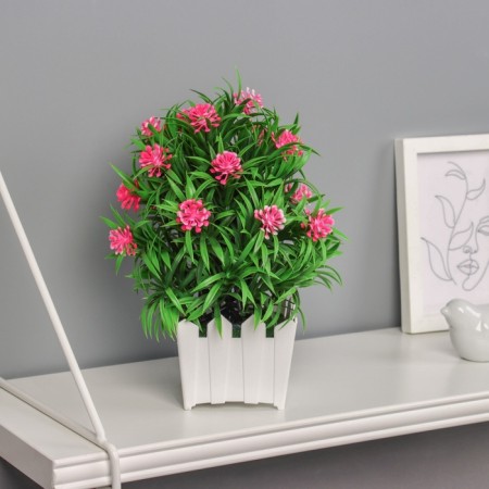 Bonsai in the Bromelia Premium pot 21x7.5 cm, mix