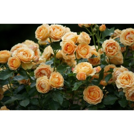 Seedling rose Floribunda "Dolce", tube, 1 pc, spring 2025