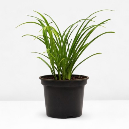 Lilenik hybrid pandura box, C2 pot, H10-50 height, 1 pc, summer 2024-1