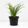 Lilenik hybrid pandura box, C2 pot, H10-50 height, 1 pc, summer 2024