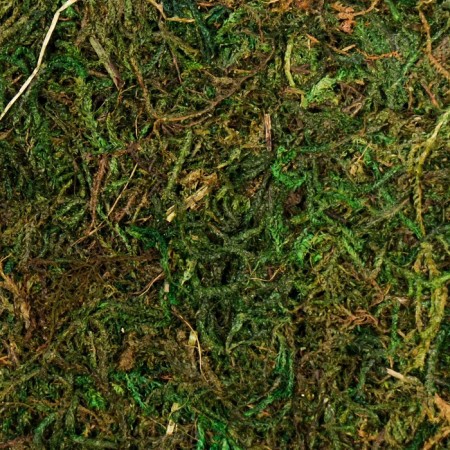 Sheet moss 30x30x0.5 cm-1