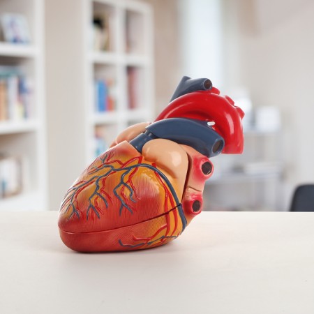 Matca "Human Heart" 26*18*22cm-1
