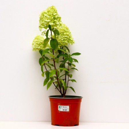 Hydrangea blizzard mohito, s3 pot, H10-50 height, 1 pc, summer 2024