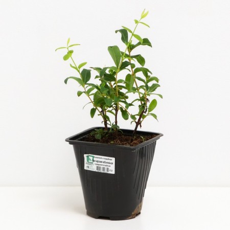 Honeysuckle edible Bakchar anniversary, C2 pot, H20-40 height, 1 pc, summer 2024-1
