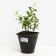 Honeysuckle edible Bakchar anniversary, C2 pot, H20-40 height, 1 pc, summer 2024