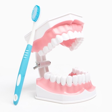 Model "Human Jaw" 12*9cm-12