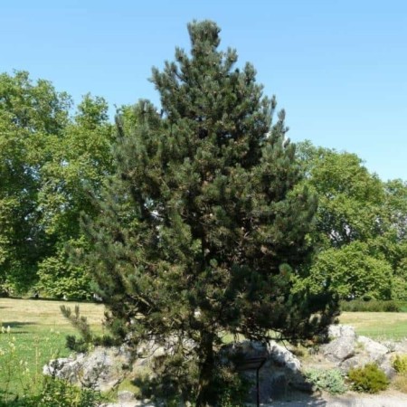 Mountain pine "UNCINATA", P9, 1pc, h 3-20 cm, spring 2024-2
