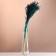 A set of dried flowers "sorghum", banch 3-5 pcs, length 60 (+/- 6 cm), emerald