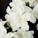 Artificial flowers "Clematis" 6x80 cm, white