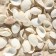 Set of shells, 2 - 3.5 cm, 100 g