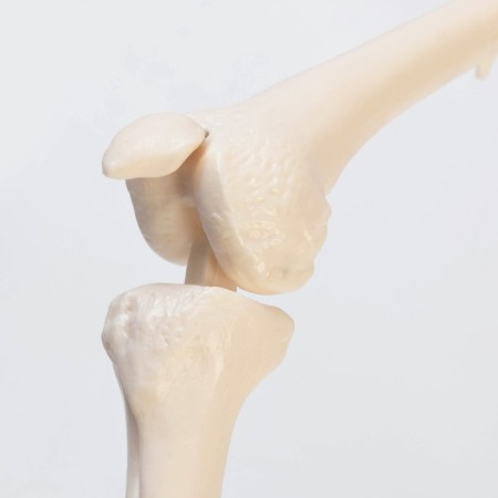 Model "Human Skeleton" 85cm-6