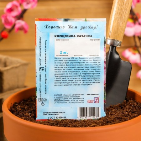 Cleshchevina flowers "Cossack", 2 pcs-3