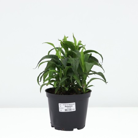 Astra shrubby Apollo, pot C2, 1 pc, summer 2024-2