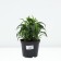 Astra shrubby Apollo, pot C2, 1 pc, summer 2024