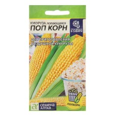 Corn seeds 