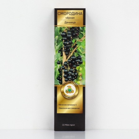 Currant Black Prospective varieties "summer resident", 1 pc, tube, spring 2025