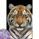 Diamond mosaic with partial filling "Tiger" 20 × 30 cm, on canvas