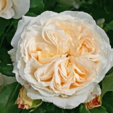 Seedling rose 