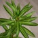 Flowers artificial "Palma homemade luxury strip" 83 cm, green