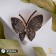 Brooch "Butterfly", the color is gray-black in gold