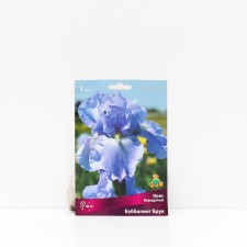 Iris Bearded 