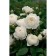 Seedling rose English park "Claire Austin", tube, 1 pc, spring 2025