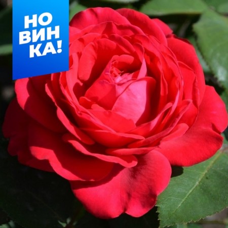 Rose tea-hybrid Dominica
