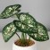 Bonsai in the pot "Diffenbachia Elegant Galant" 6x13 cm, green