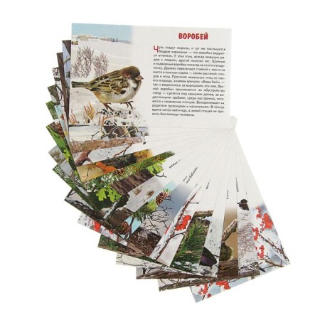 Training cards "Wintering birds of Russia", 16 cards-1