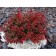 Barberry Tunberg Admireshn, C2 pot, H10-50 height, 1 pc, summer 2024