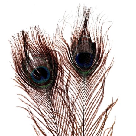 A set of peacock feathers for decor 2 pcs.-6