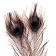 A set of peacock feathers for decor 2 pcs.