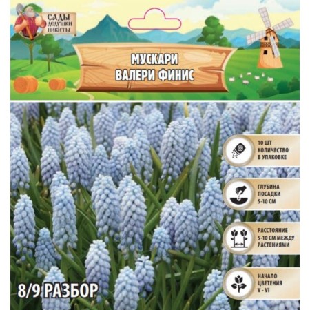 Muscari Valeri Finis, rr 8/9, 10 pcs, autumn 2024