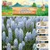 Muscari Valeri Finis, rr 8/9, 10 pcs, autumn 2024
