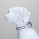 Collar with backlight double strip size m, Osh 40-48 x 2.5 cm, 3 glow modes White