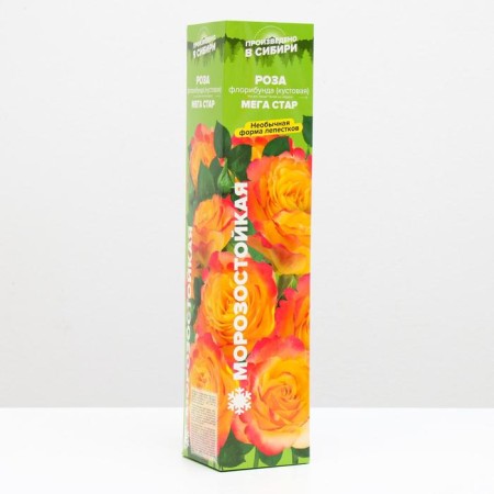 Sahenian Rose Mega Star, Spring 2024, 1 pc.