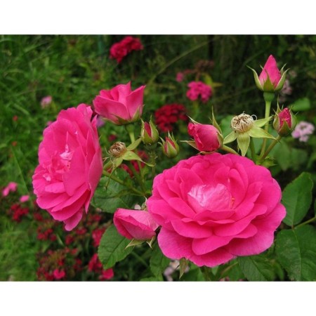 Sahenian Rose Canadian half -floodplain "Captain Samuel Holland", tube, 1 pc, spring 2025