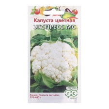 Cabbage Cabbage Seeds 