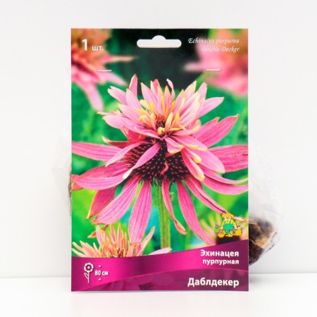 Echinacea Purple "Dubbleker", 1 pc, rr I, spring 2025