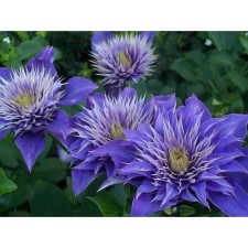 Clematis large-flowered cartoi Blue, C2 pot, H20-40 Height, 1 pc, summer 2024