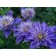 Clematis large-flowered cartoi Blue, C2 pot, H20-40 Height, 1 pc, summer 2024