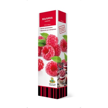 Raspberry traditional varieties "Vera", 1 pc, tube, spring 2025-2