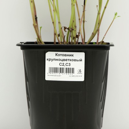 Sahenian Kotovnik coarse -flowered, pot C3, 1 pc, spring 2024-3