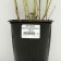 Sahenian Kotovnik coarse -flowered, pot C3, 1 pc, spring 2024